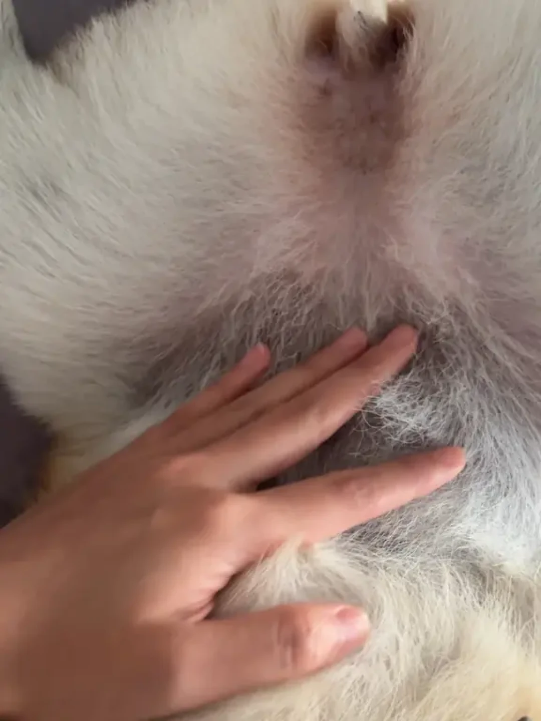 萨摩耶剃毛后不长毛、柴犬晒黑:秋老虎天还想给毛孩子剃毛的,先看完这本成本账