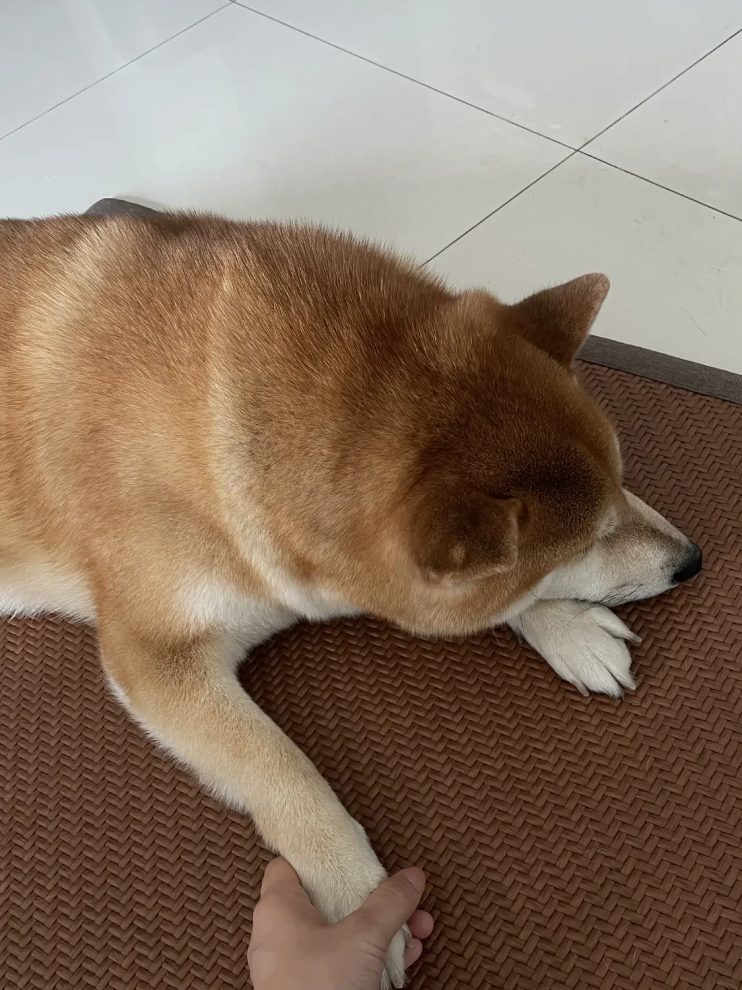 萨摩耶剃毛后不长毛、柴犬晒黑:秋老虎天还想给毛孩子剃毛的,先看完这本成本账