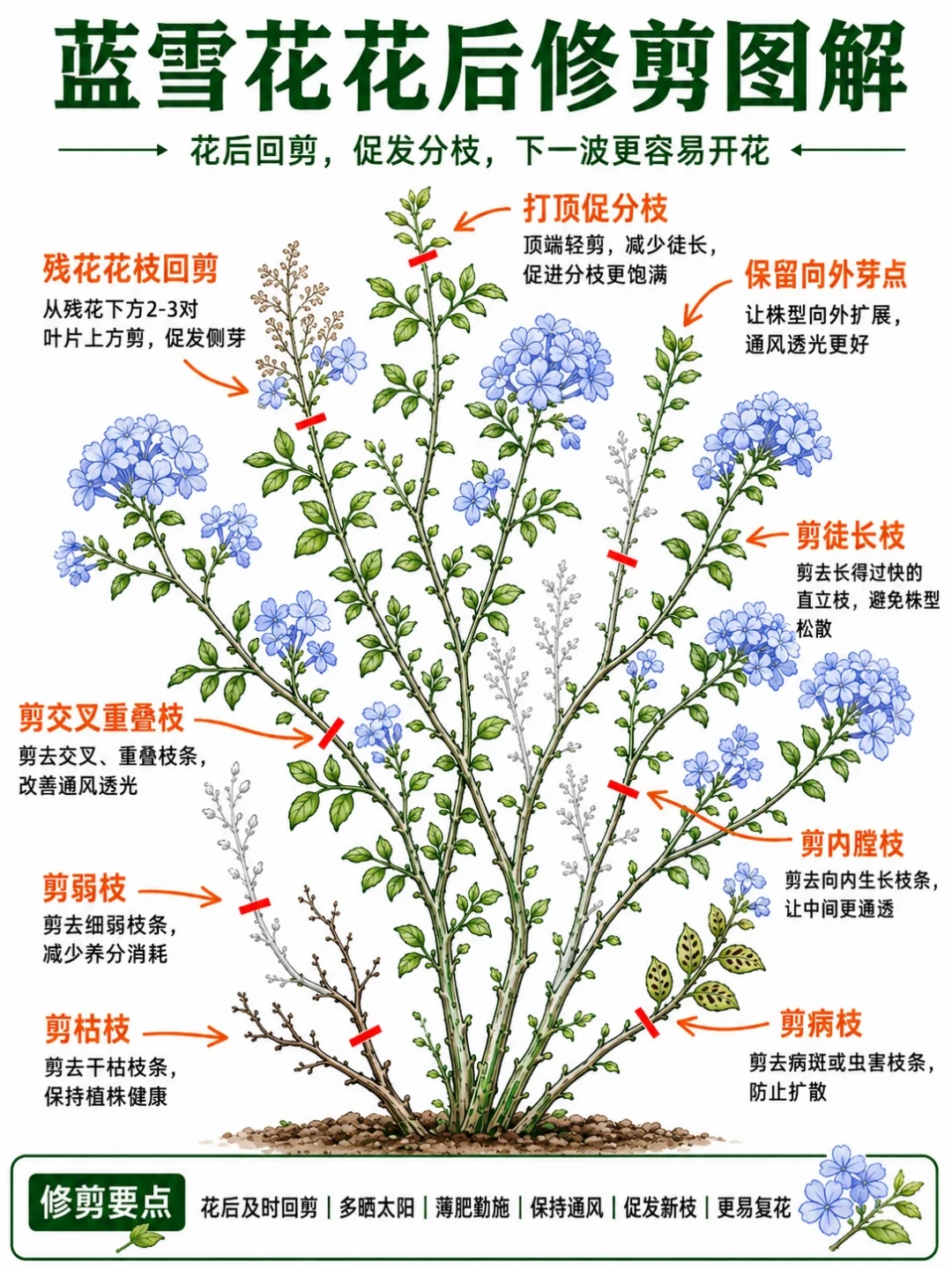 蓝雪花第一波开败别放着:8月中旬花后修剪,三档深度,赶上九月第二波花