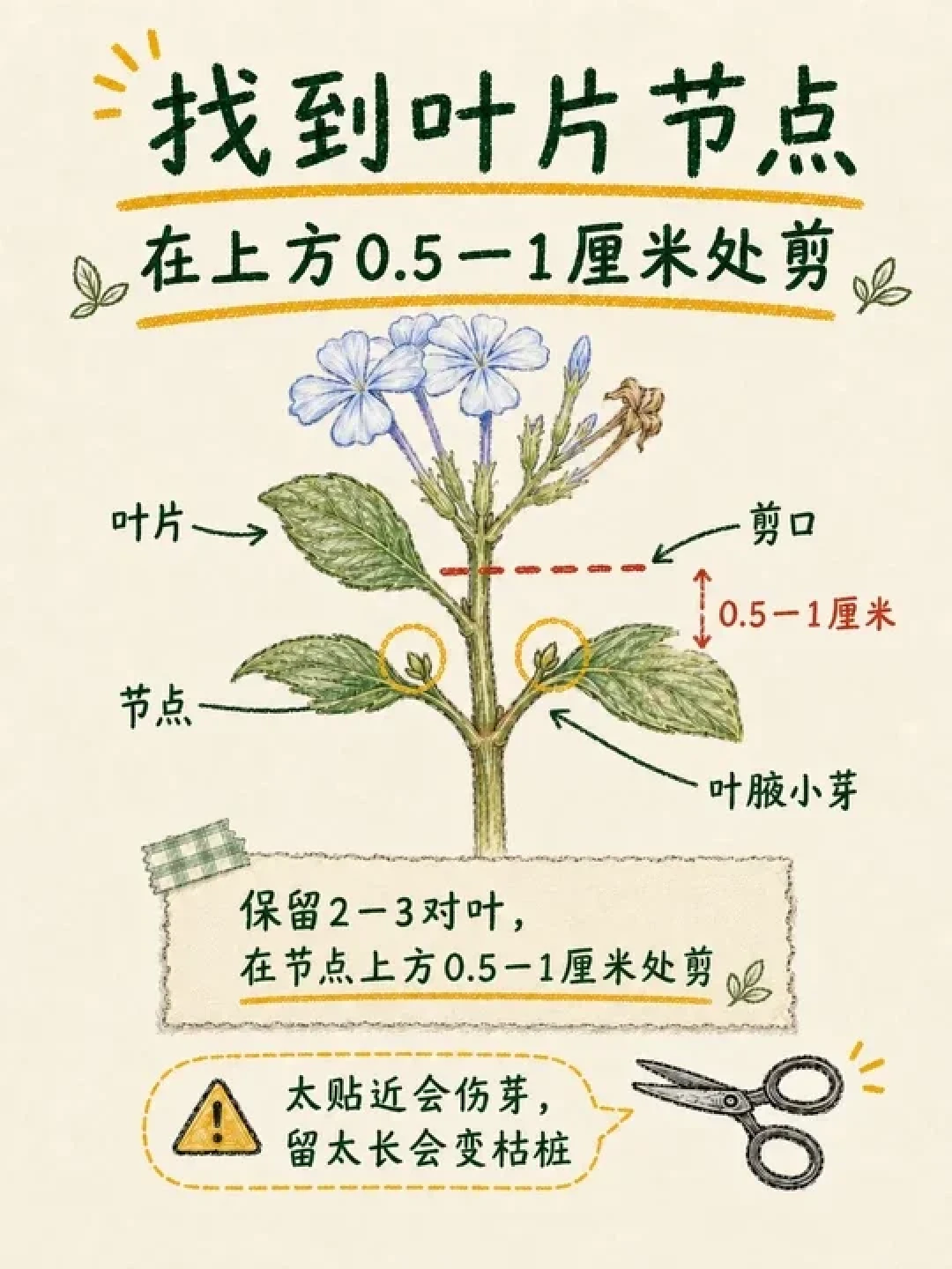 蓝雪花第一波开败别放着:8月中旬花后修剪,三档深度,赶上九月第二波花