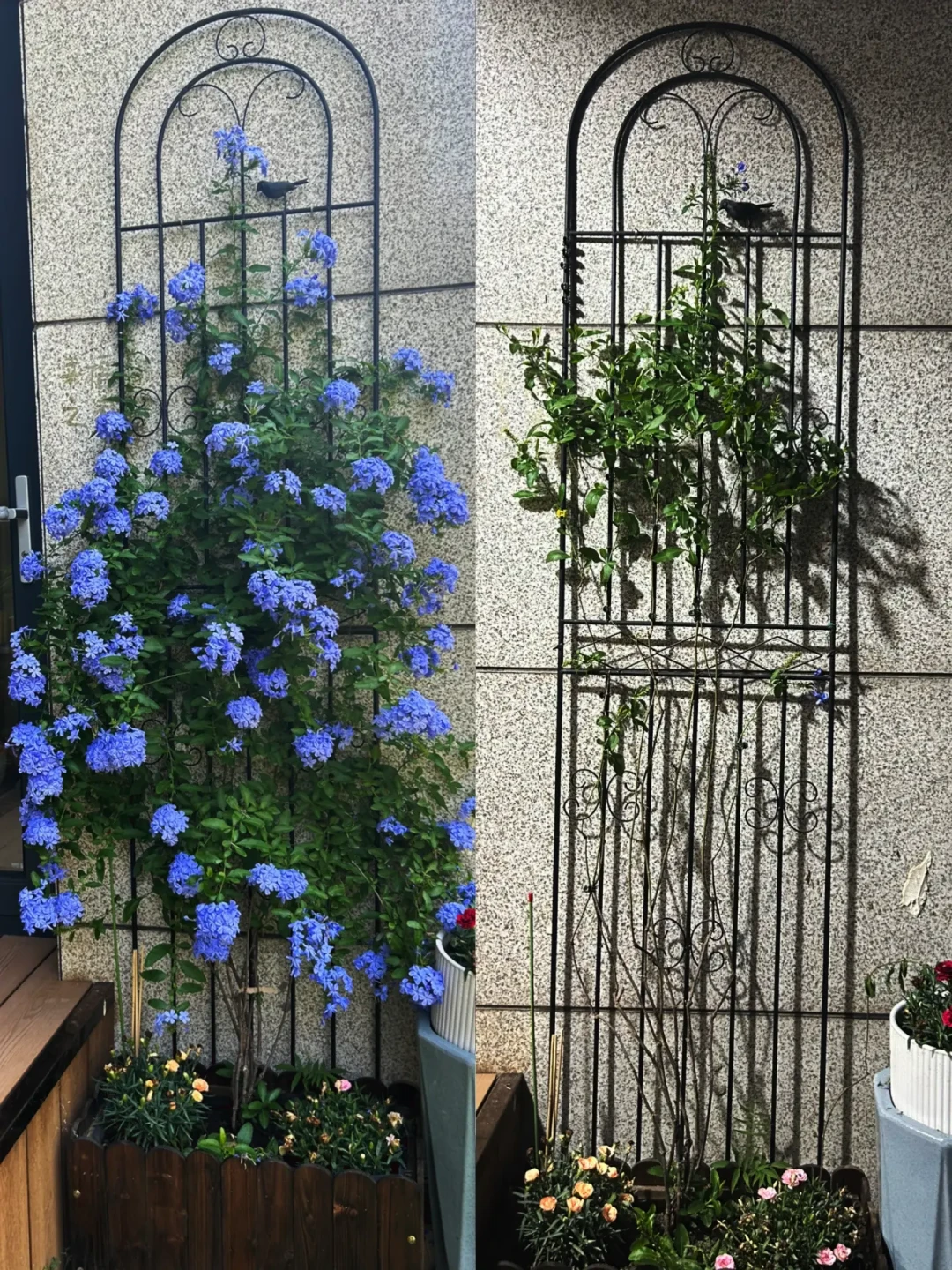 蓝雪花第一波开败别放着:8月中旬花后修剪,三档深度,赶上九月第二波花