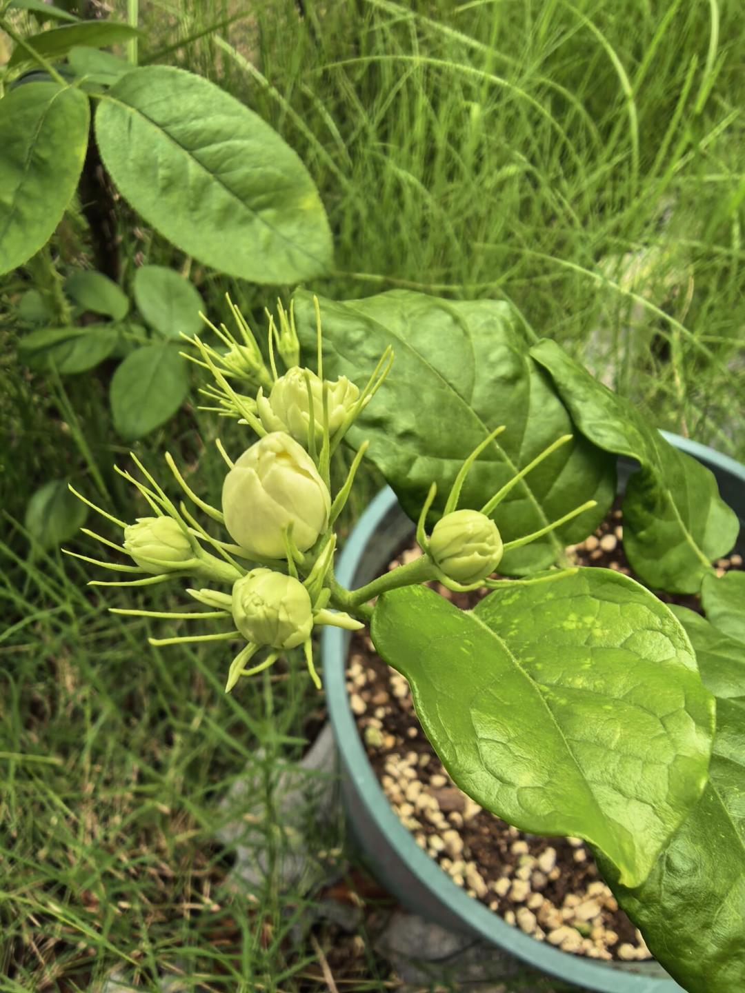 八月茉莉“只长叶不开花”?先别扔:剪对这一刀,中秋前还能赶上一茬