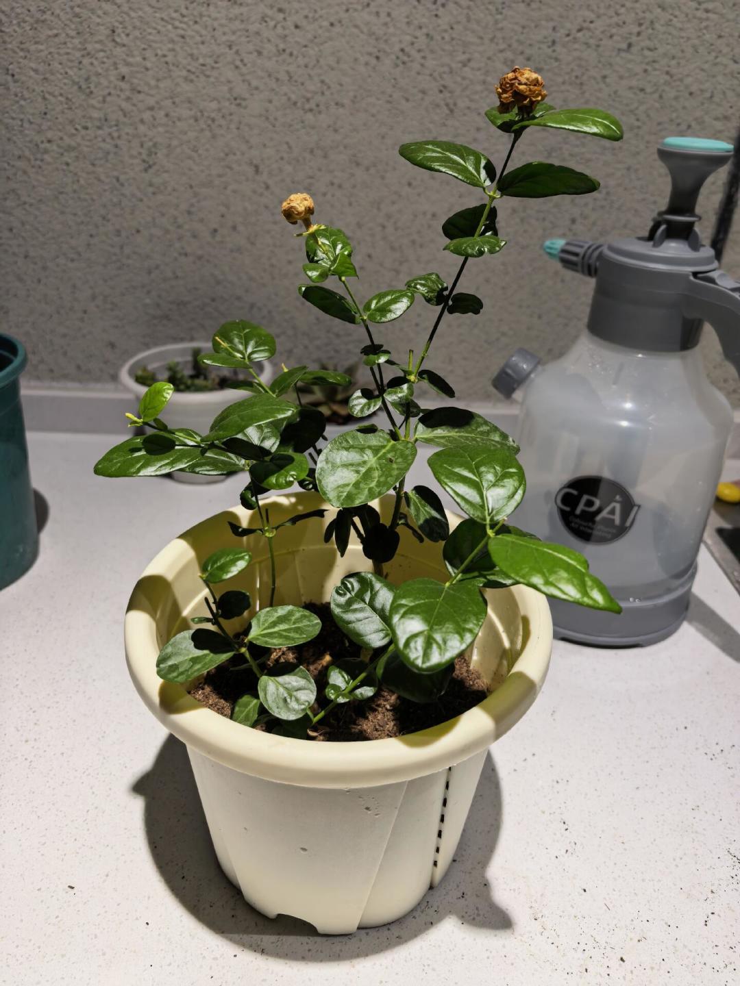 八月茉莉“只长叶不开花”?先别扔:剪对这一刀,中秋前还能赶上一茬