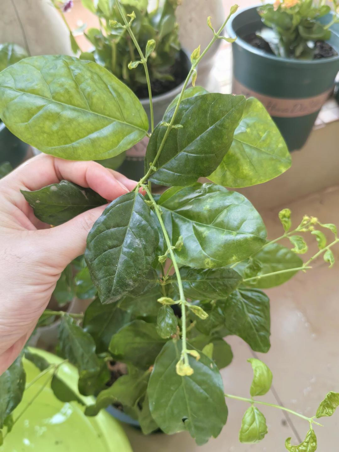 八月茉莉“只长叶不开花”?先别扔:剪对这一刀,中秋前还能赶上一茬