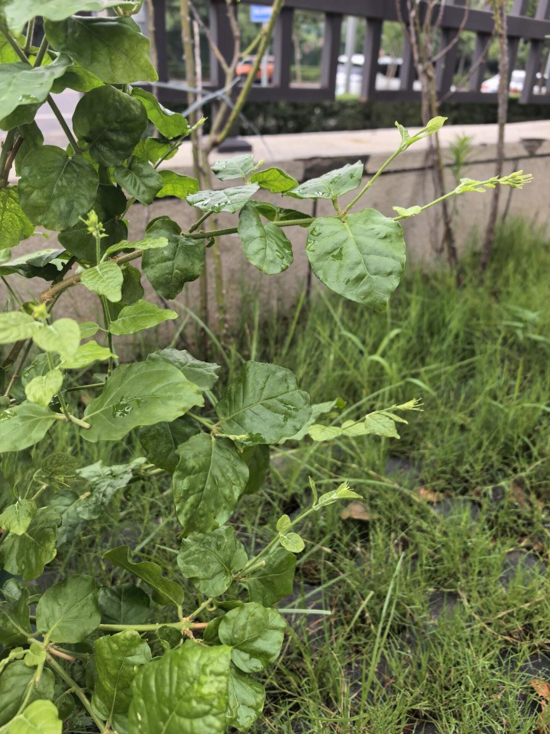 八月茉莉“只长叶不开花”?先别扔:剪对这一刀,中秋前还能赶上一茬
