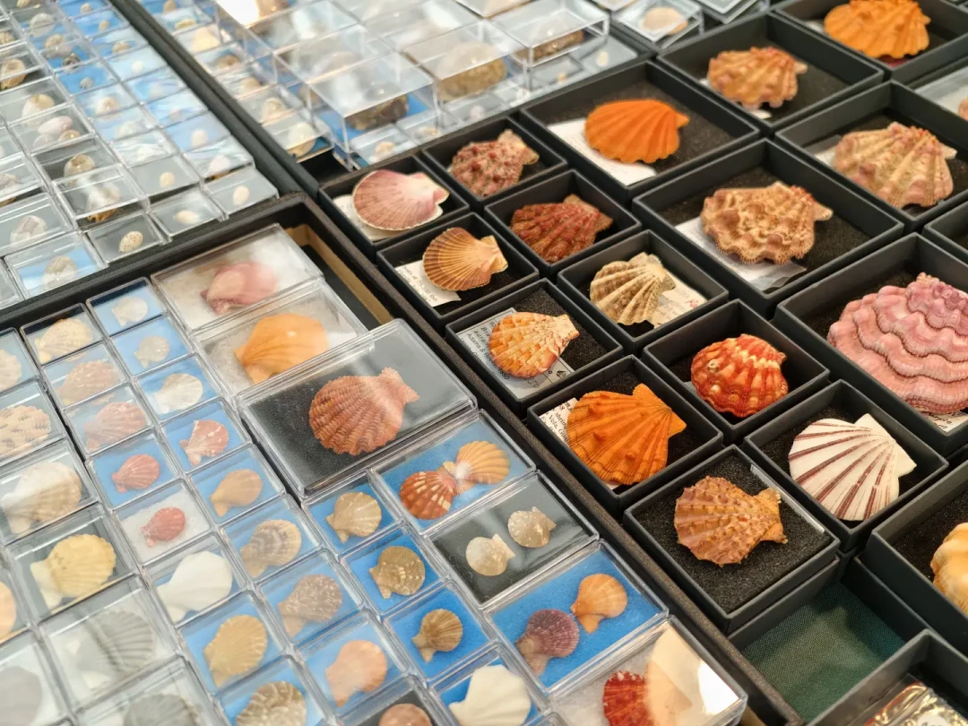 八月末两场免费国际贝展撞档:青岛、武汉怎么选,逛展买什么、避开什么