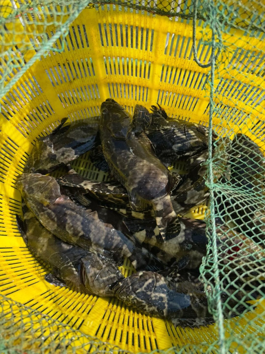 鱼放得满坑，为什么少有人“上岸”：三伏天玩路亚黑坑，先把这笔账算明白