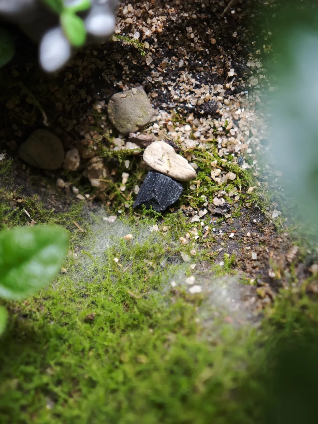 入夏买的苔藓微景观,八月就发霉发黄?先分清这四种信号再决定救不救