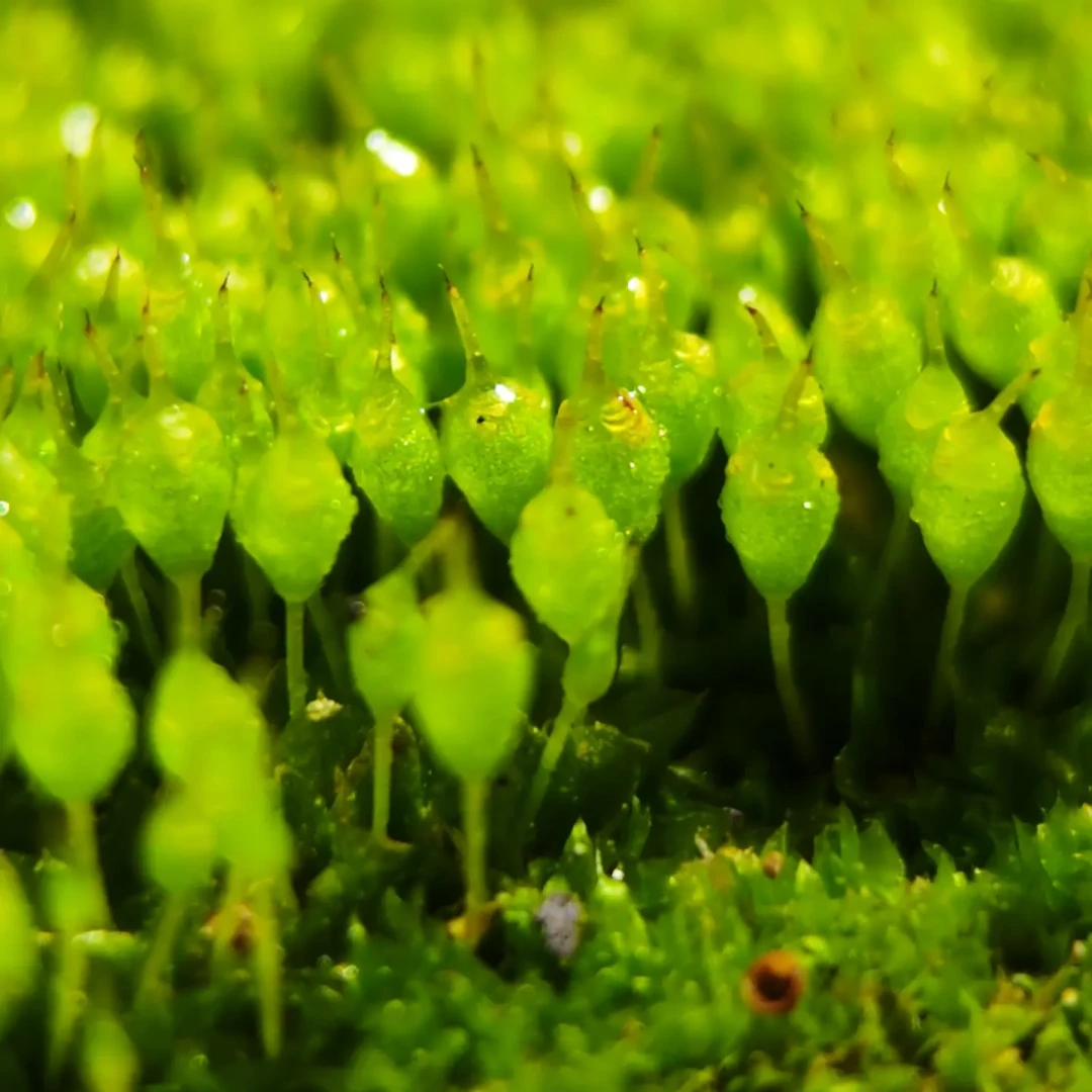 入夏买的苔藓微景观,八月就发霉发黄?先分清这四种信号再决定救不救