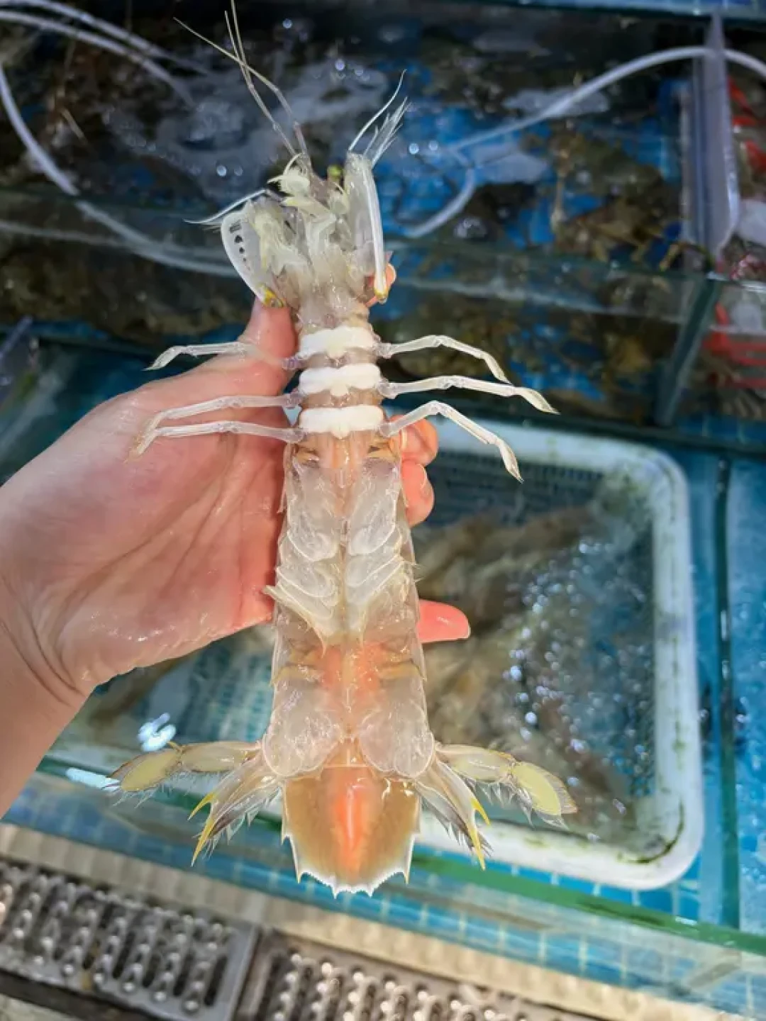南海8月16日开渔：往年皮皮虾开渔半月从70元/斤跌到100元4斤，但最便宜的时点不是第一波