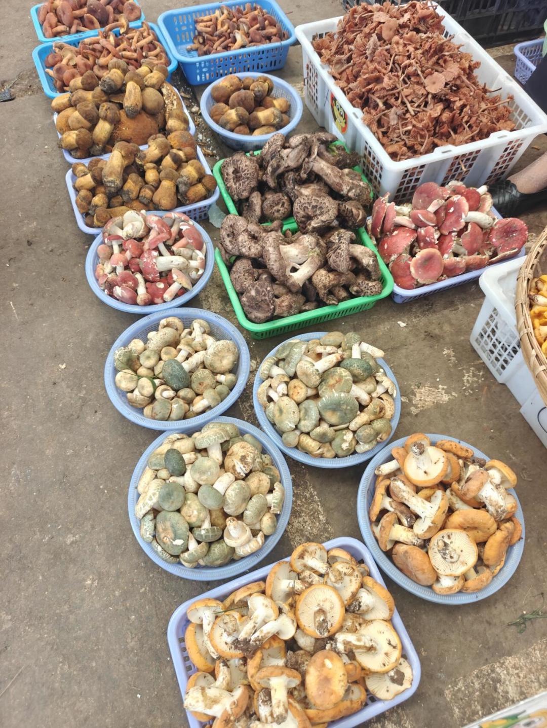 菌子火锅的锅盖都上锁了：你捡的那筐见手青，带回家之前先看完这篇