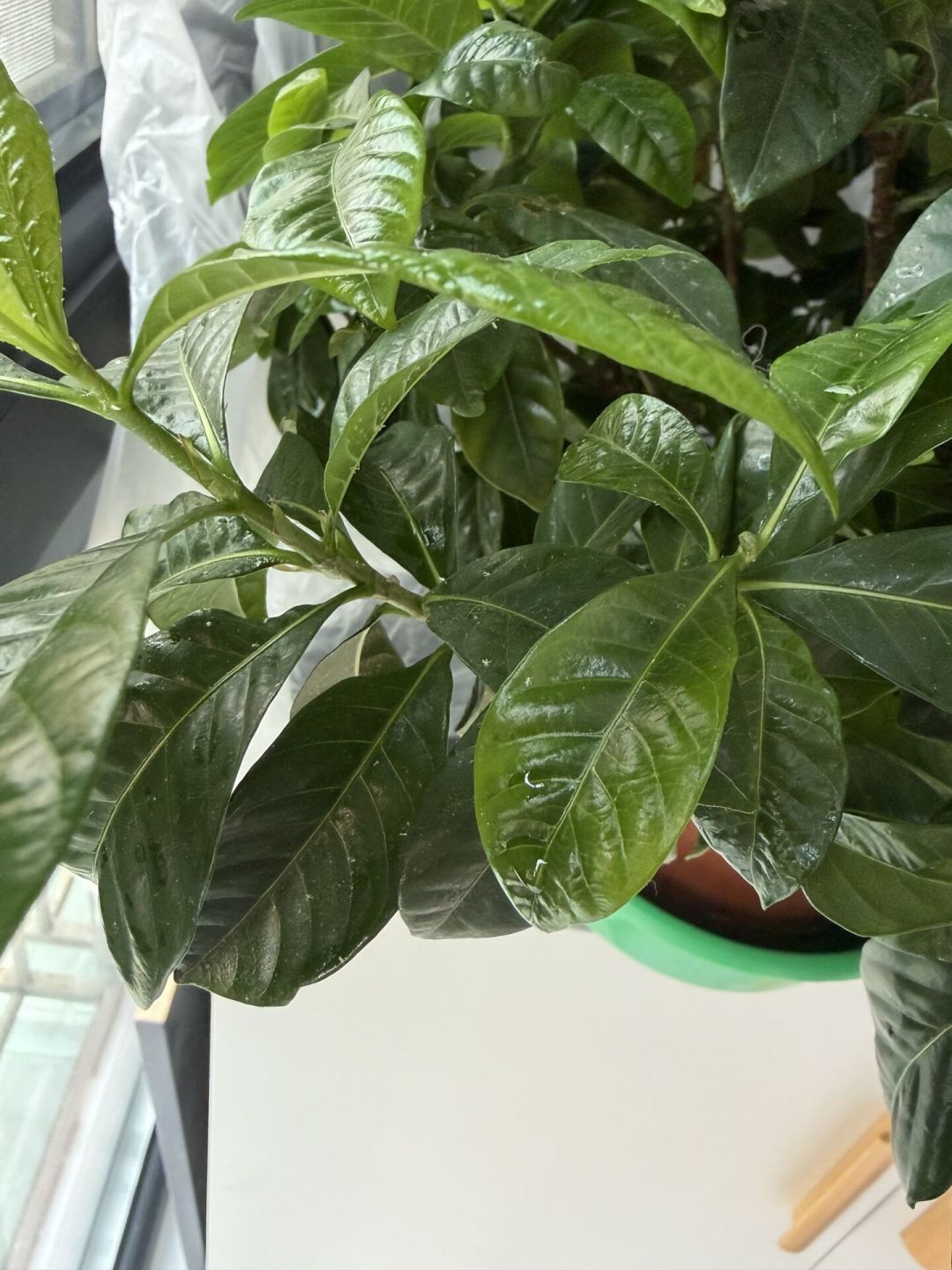 栀子花只长叶不开花?先别剪——8月正决定明年的花量