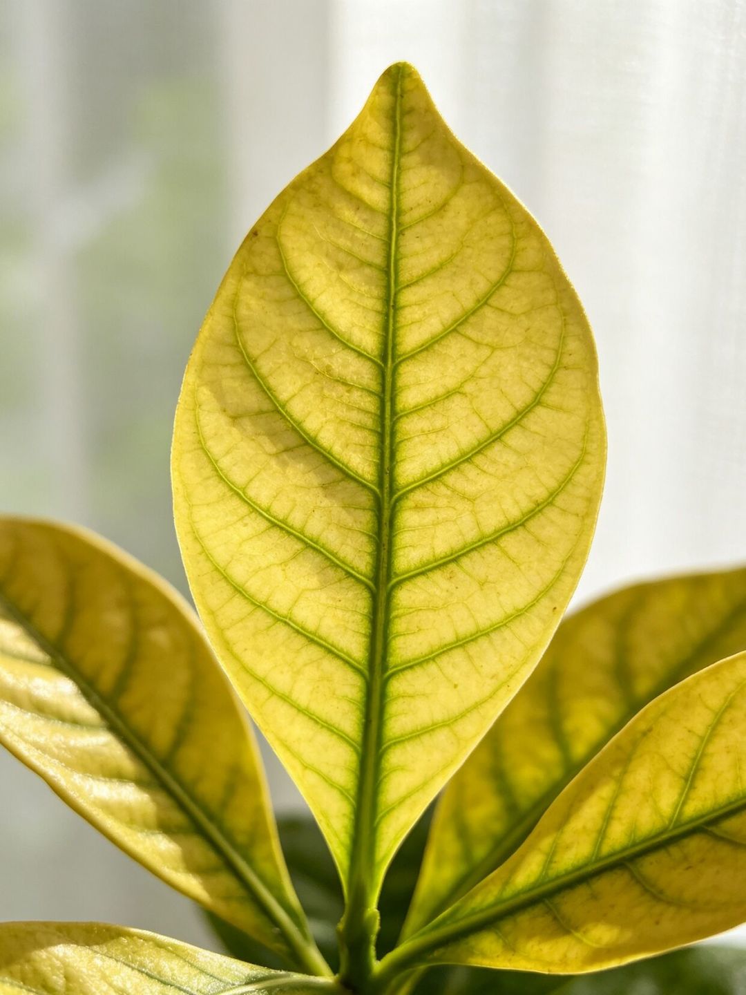 栀子花只长叶不开花?先别剪——8月正决定明年的花量