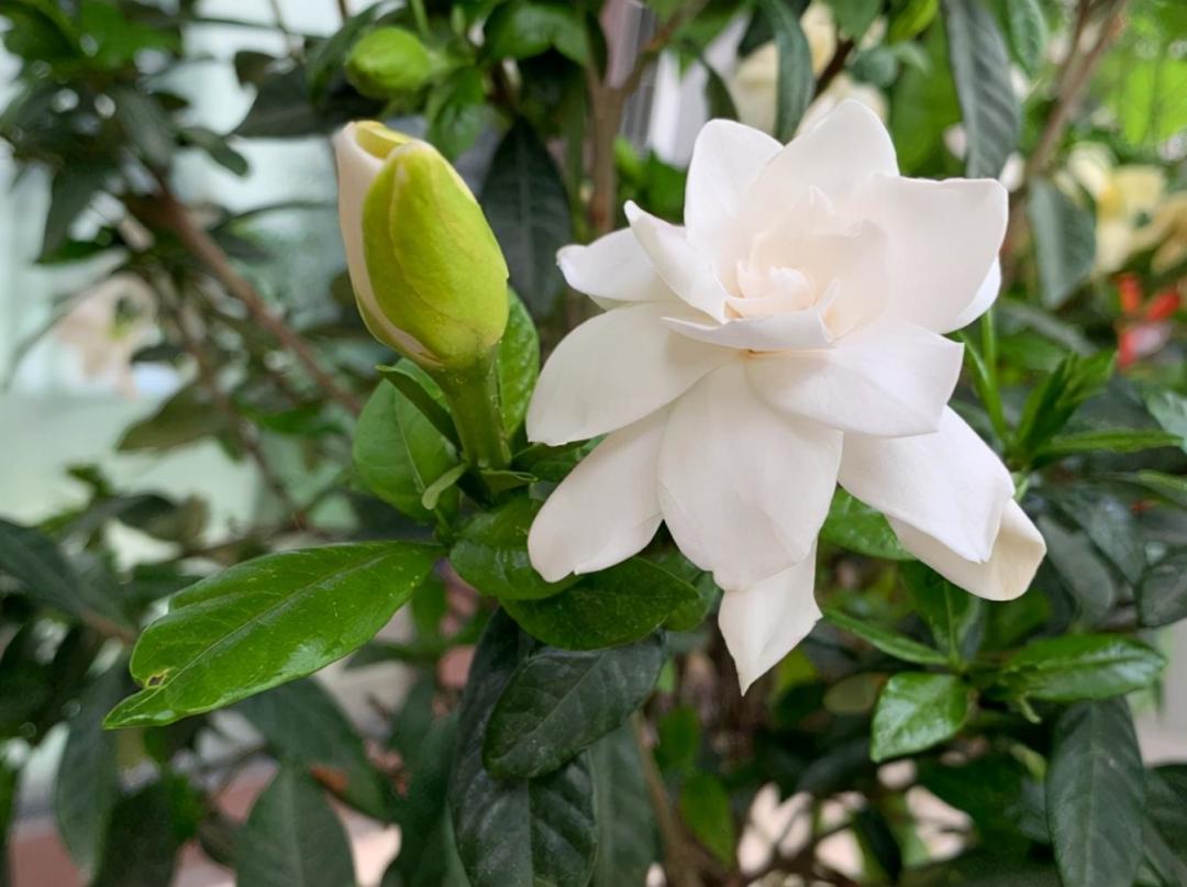 栀子花只长叶不开花?先别剪——8月正决定明年的花量
