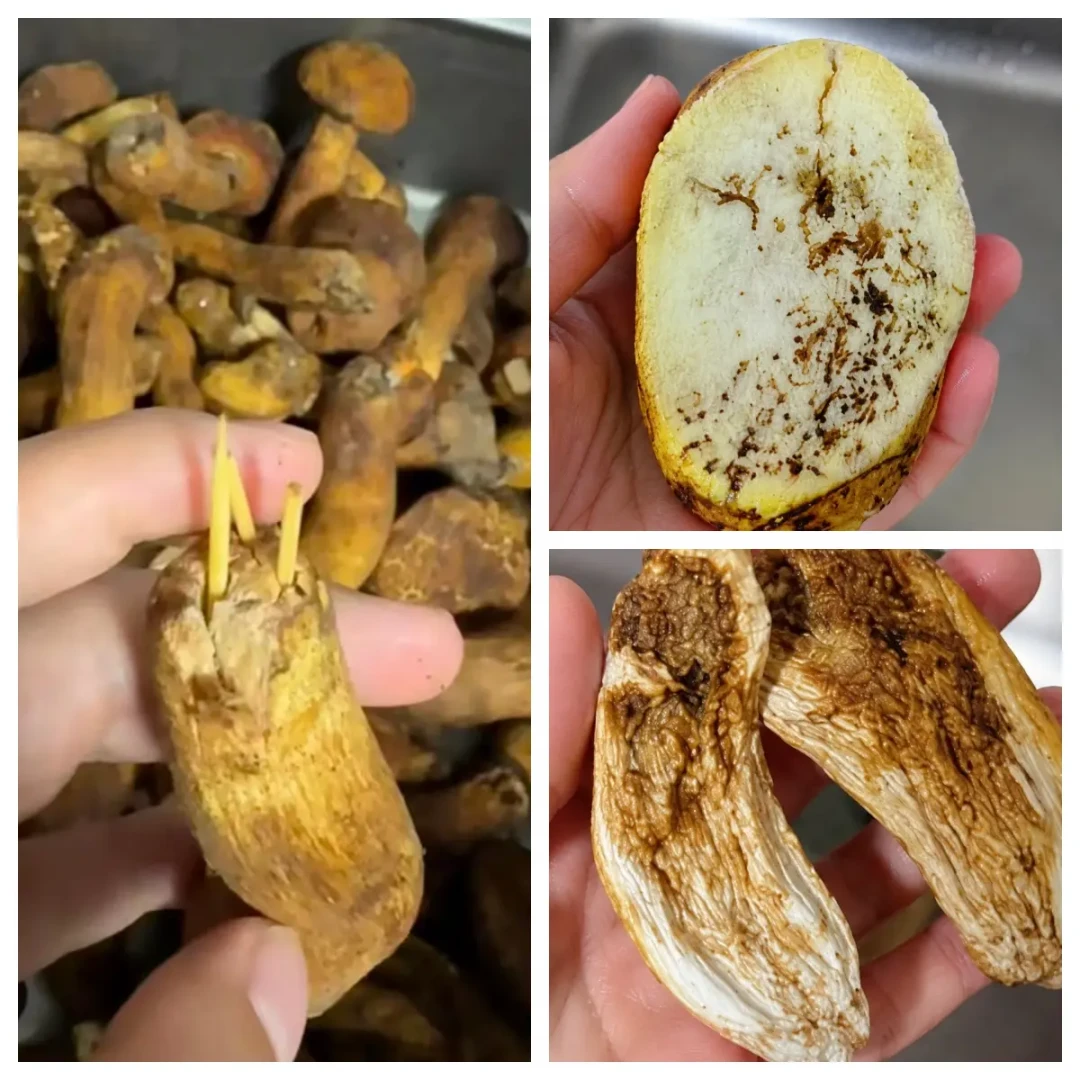 350元一桌菌子算便宜吗?花上千一半是烂的也真实:木水花8月行情对完了