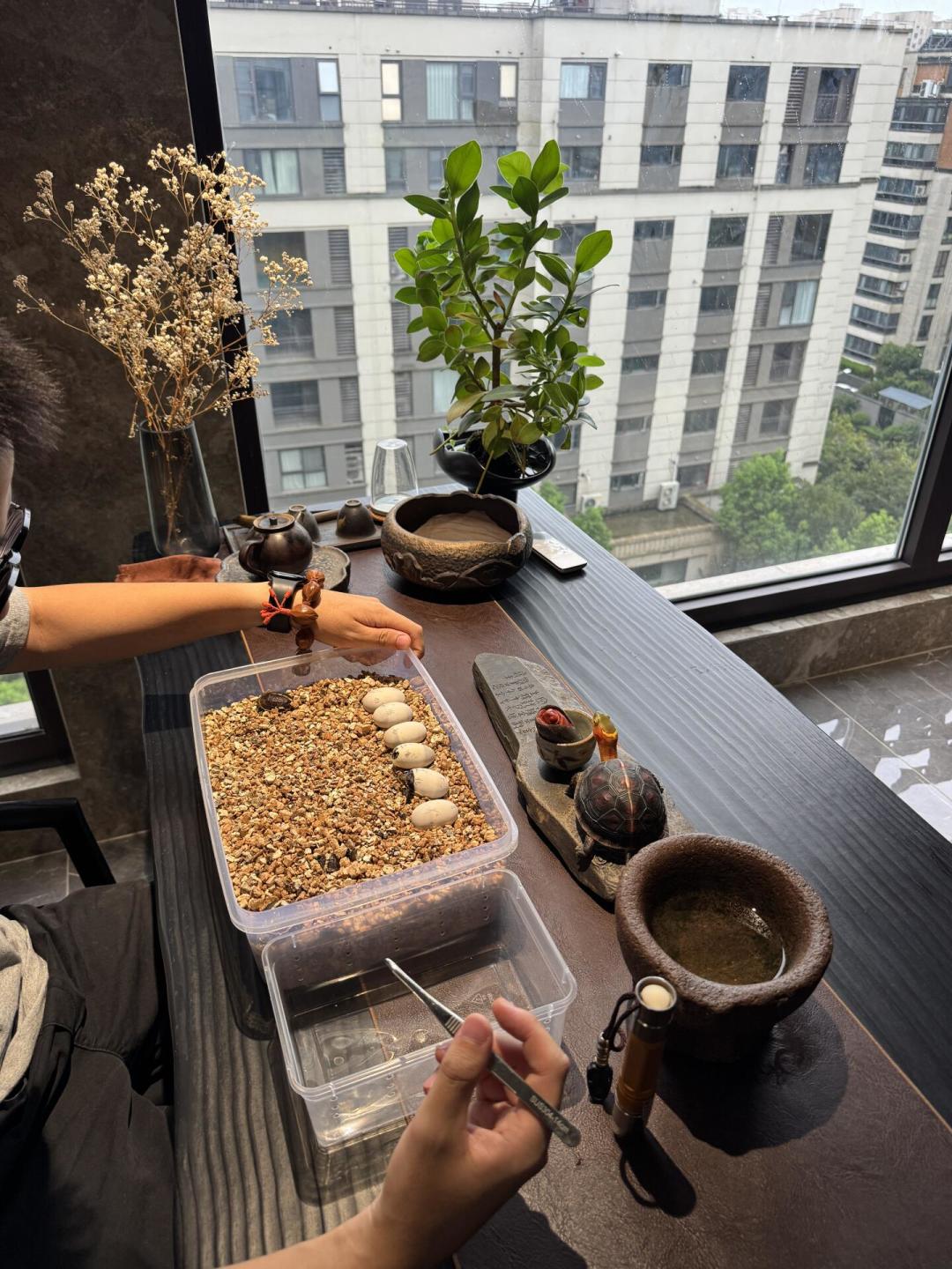 同一只黄缘,安缘比台缘贵好几倍——合理定价还是智商税?买前先看这份辨别表