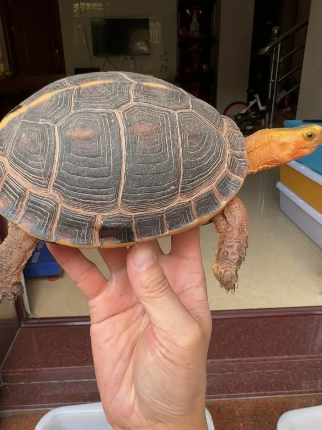 同一只黄缘,安缘比台缘贵好几倍——合理定价还是智商税?买前先看这份辨别表