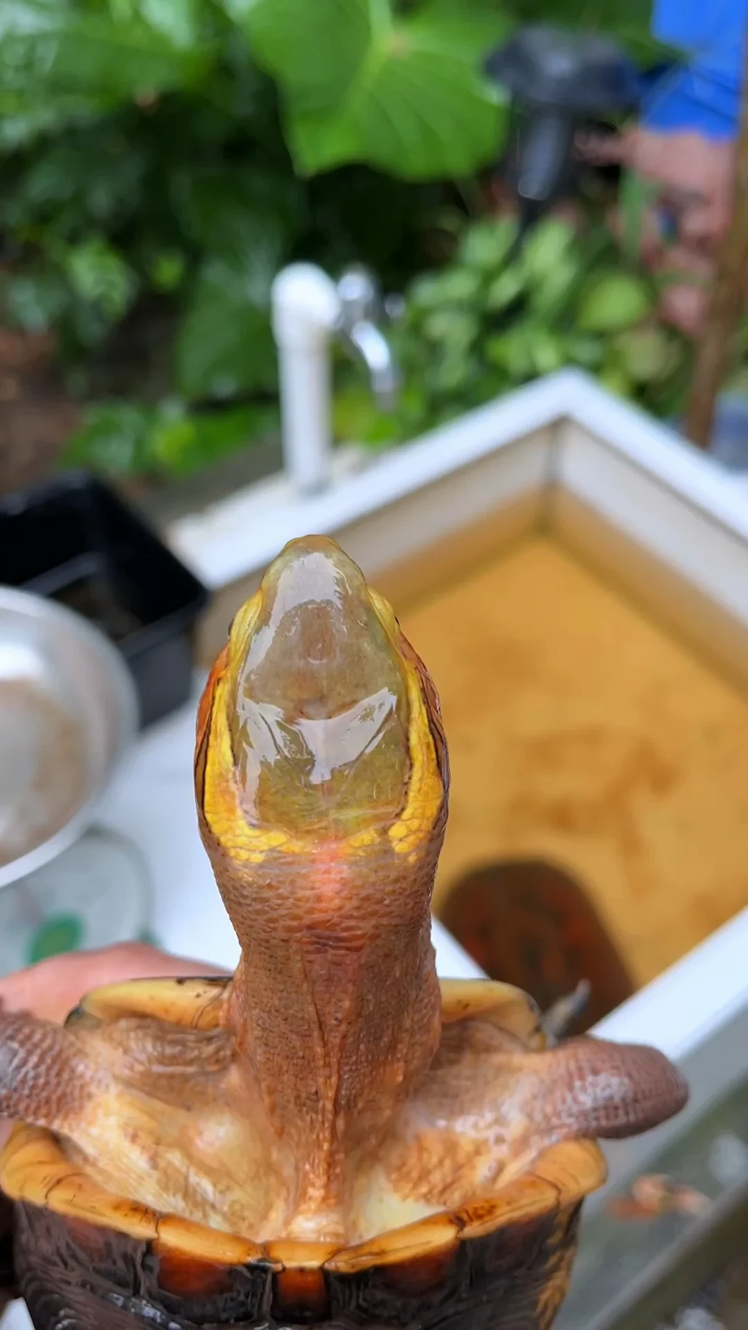 同一只黄缘,安缘比台缘贵好几倍——合理定价还是智商税?买前先看这份辨别表