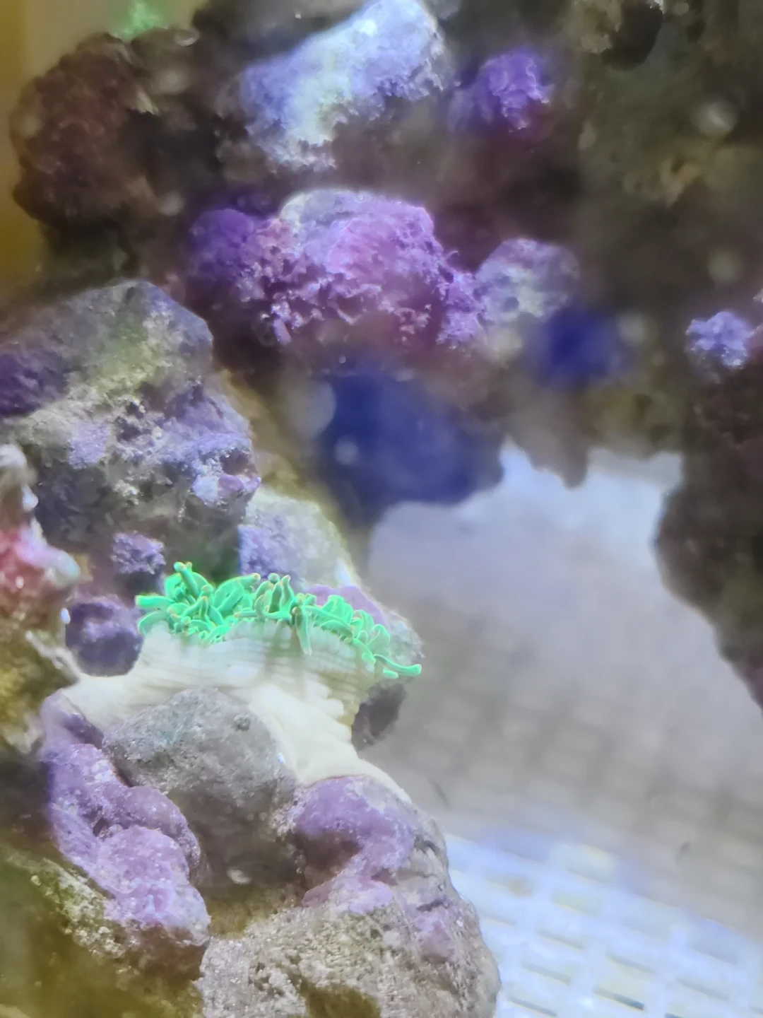 停电一夜,全缸团灭只剩虾:台风季,海缸的