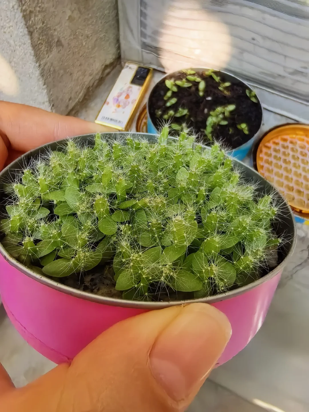 火龙果籽种下去,三五年能吃到果?翻完社区记录,真想吃的我劝你早点换扦插