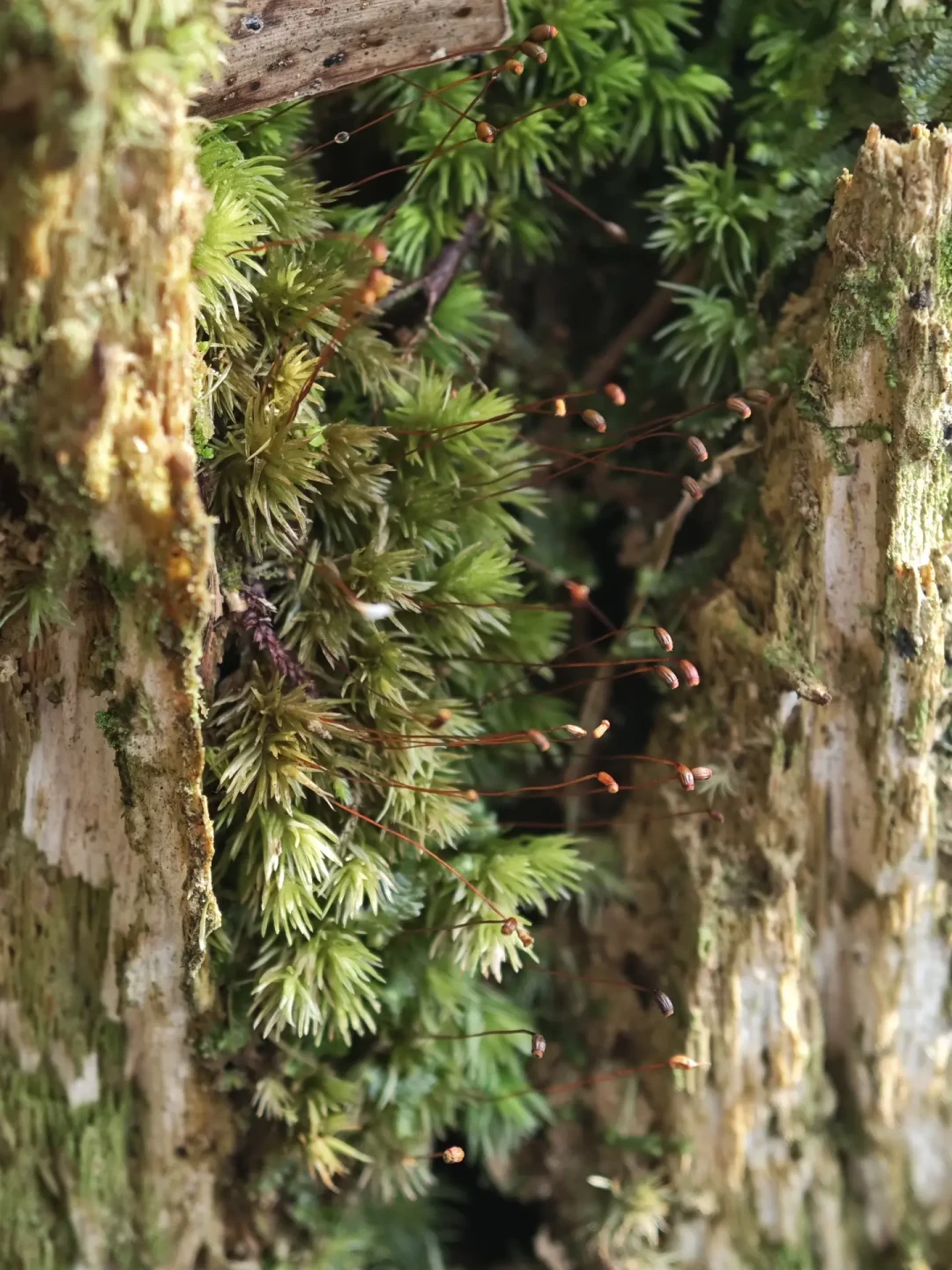 苔藓长出“小火柴棍”?造景派说观赏期到头,养藓派说这是来报恩,剪还是留得看你玩什么