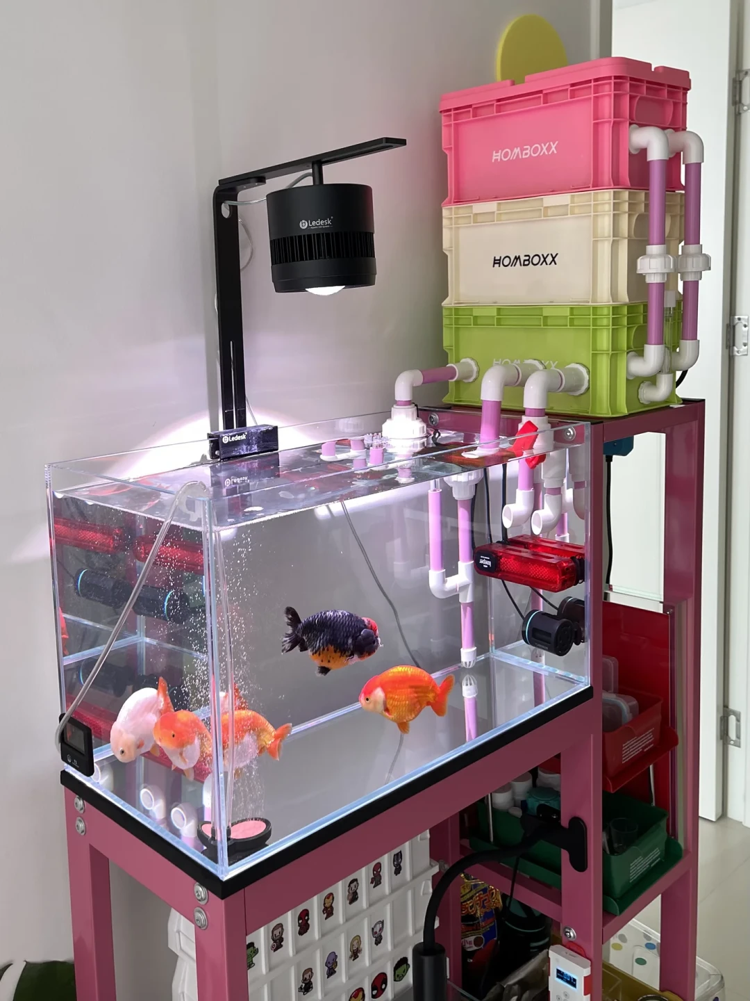 裸缸定了,第二个坑是藻:褐藻别急着擦、苹果螺会爆缸,翻完小红书和知乎的除藻热帖,捋出一条最省事路线