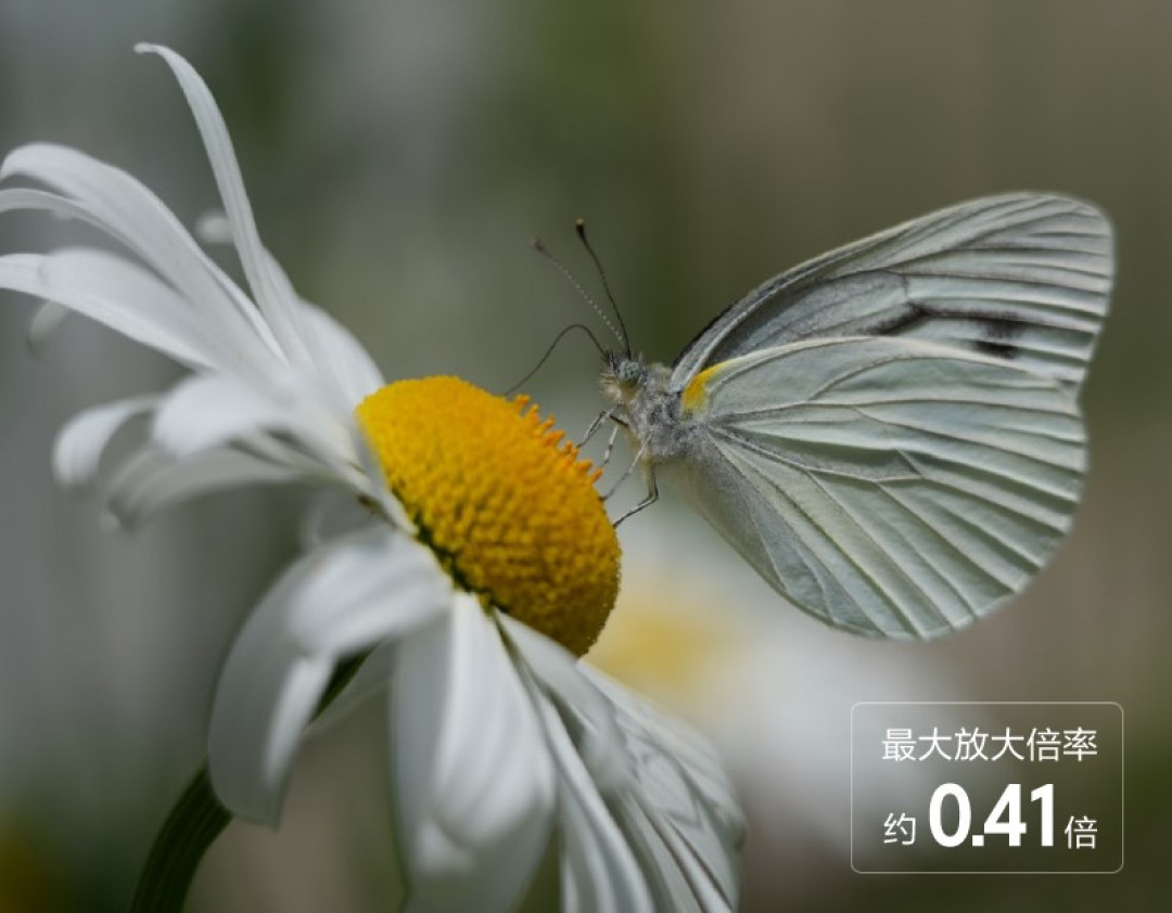 秋迁季开场,轻量长焦也开卷了:5499元到2万元的热门打鸟镜头捋一遍,先定的不是焦段是重量