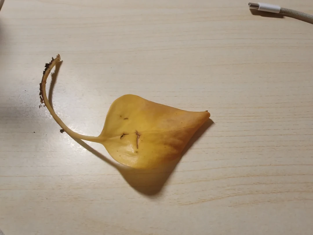 末伏绿萝黄叶别急着浇水:翻了全网40篇热帖,整理出这份自查表