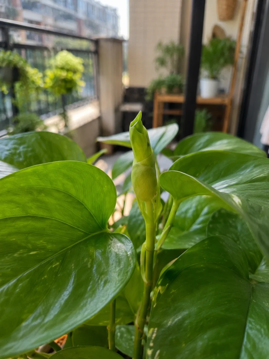 末伏绿萝黄叶别急着浇水:翻了全网40篇热帖,整理出这份自查表