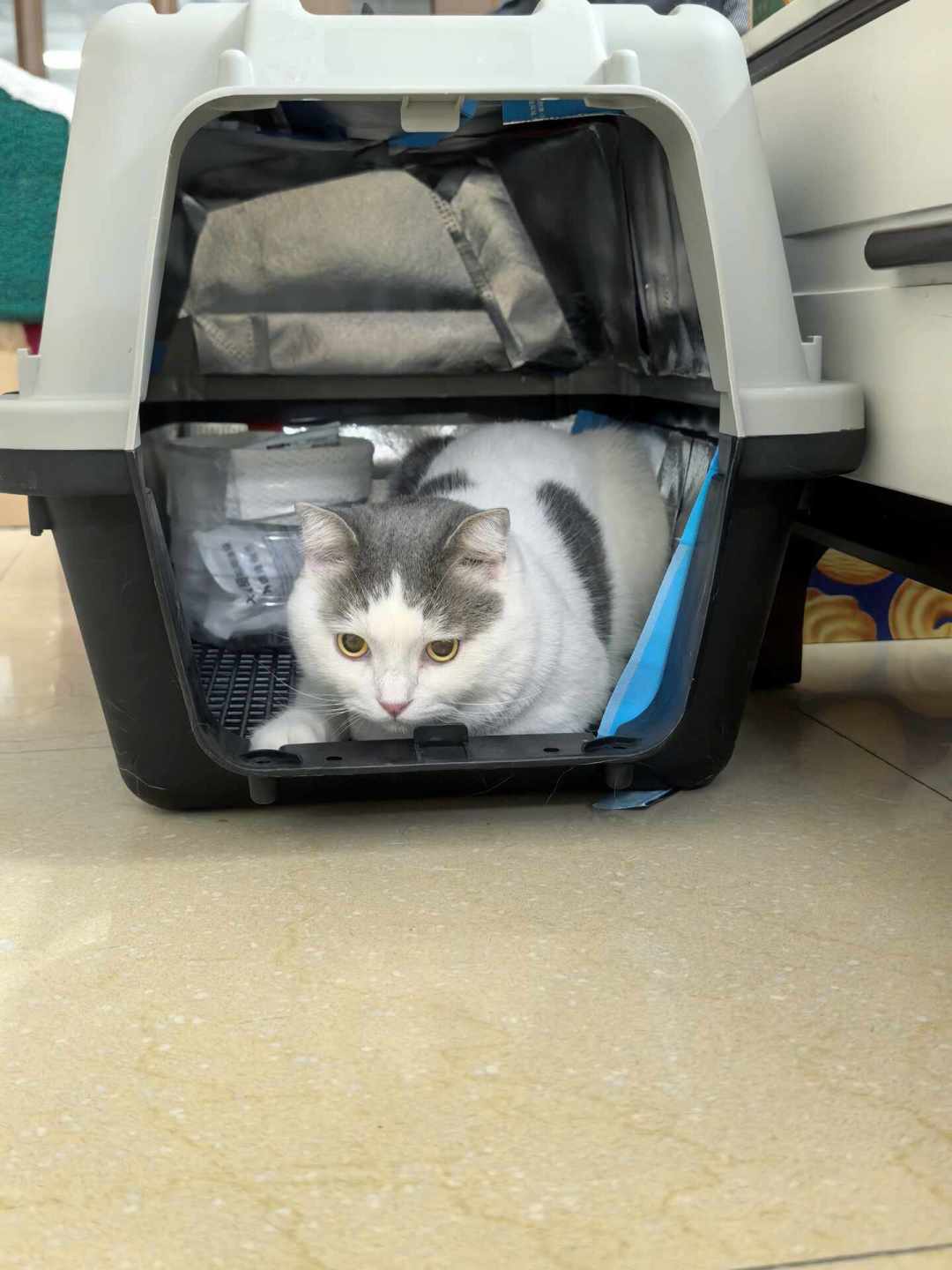 猫航空箱别再按斤挑:翻了20多条实测,从6斤到16斤的尺寸一次选对