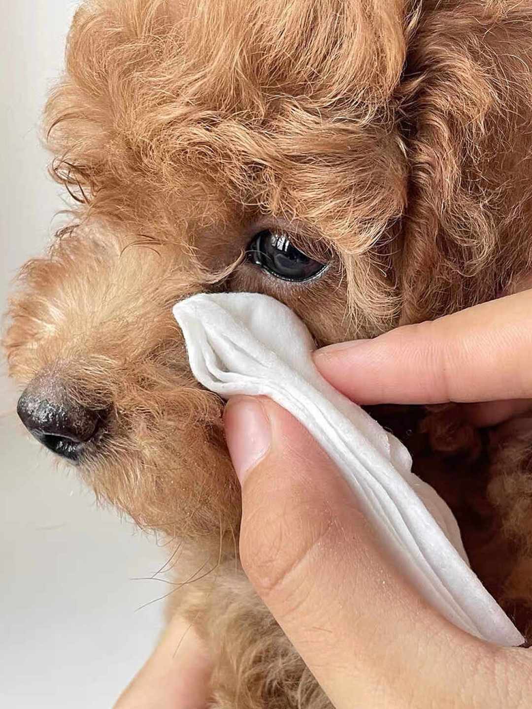 泰迪泪痕反反复复?先按这个顺序查原因,再决定要不要买泪痕液