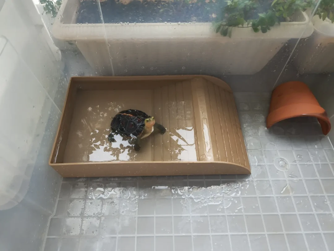 昨天还好好的,今天就热死了:高温天杀死半水龟的,从来不是“热”本身