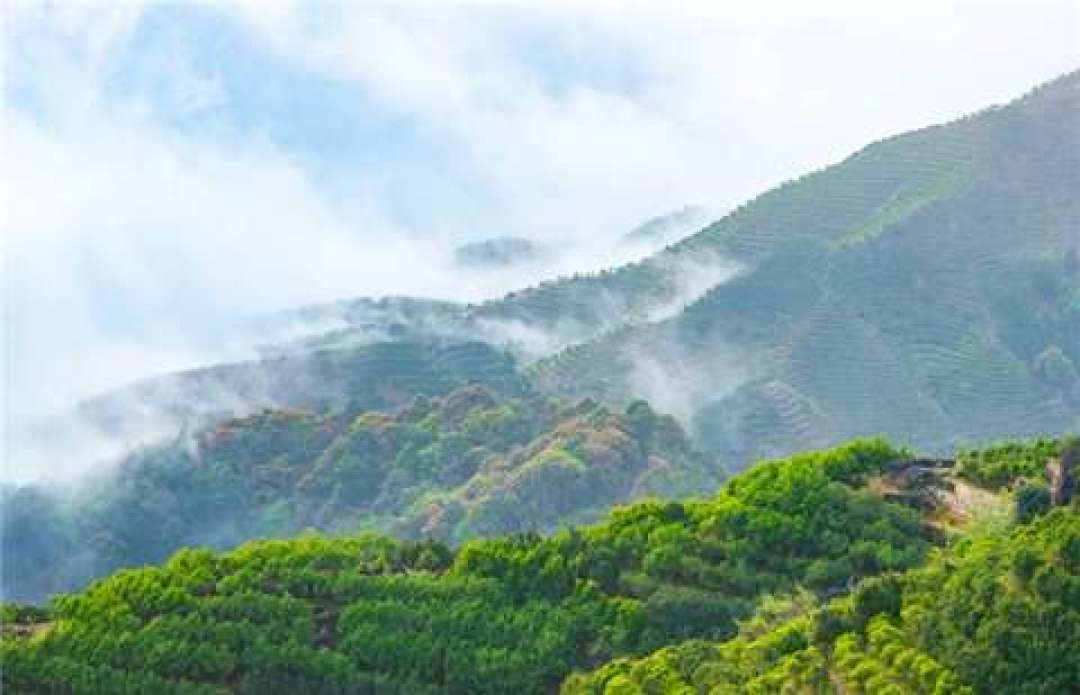 199元一斤的“乌岽高山老丛”?凤凰单丛的水,比你想象的深:3种替身、3个价格锚点、1个时间窗口,一次讲清