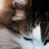烘焙猫粮哪个牌子好?2026最新值得买的十款安心烘焙猫粮测评