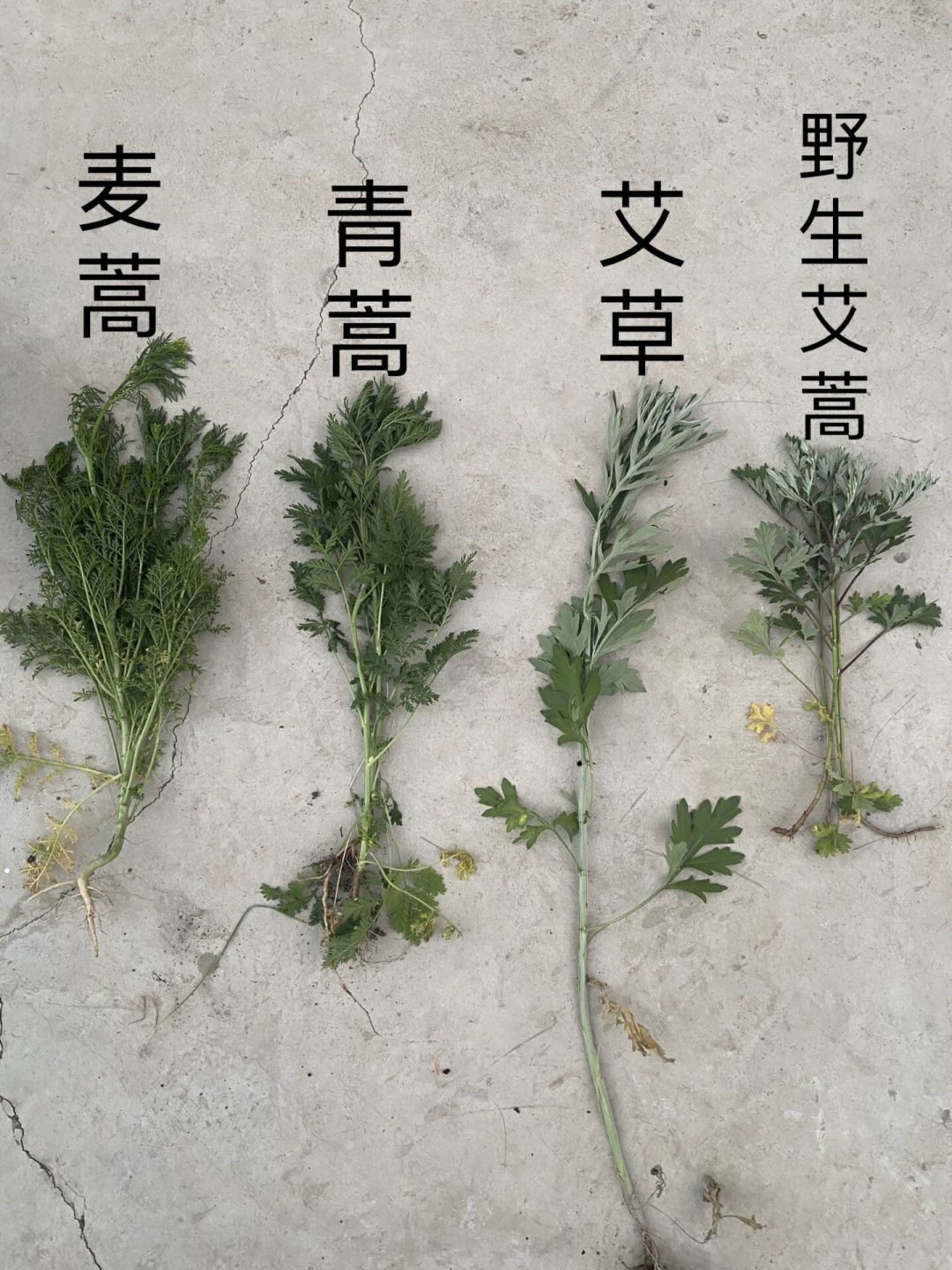 北京花粉浓度达今年首个“较高”水平,北方全面进入蒿草季:8月21日前后到峰值,别当感冒硬扛,这份自救时间线和用药清单先存好