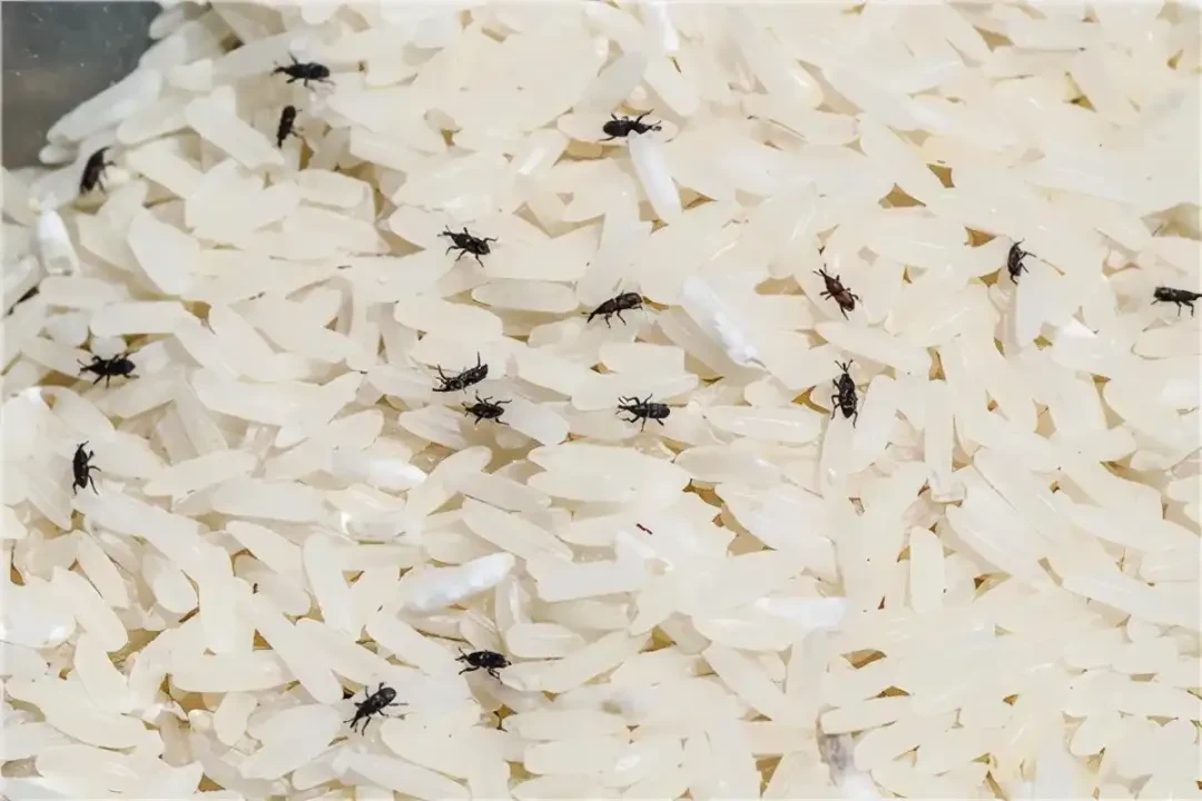 大米生虫真不怪你没密封:把两边偏方帖和评论区吵翻的点都对完,先杀虫卵再选桶的顺序排出来了
