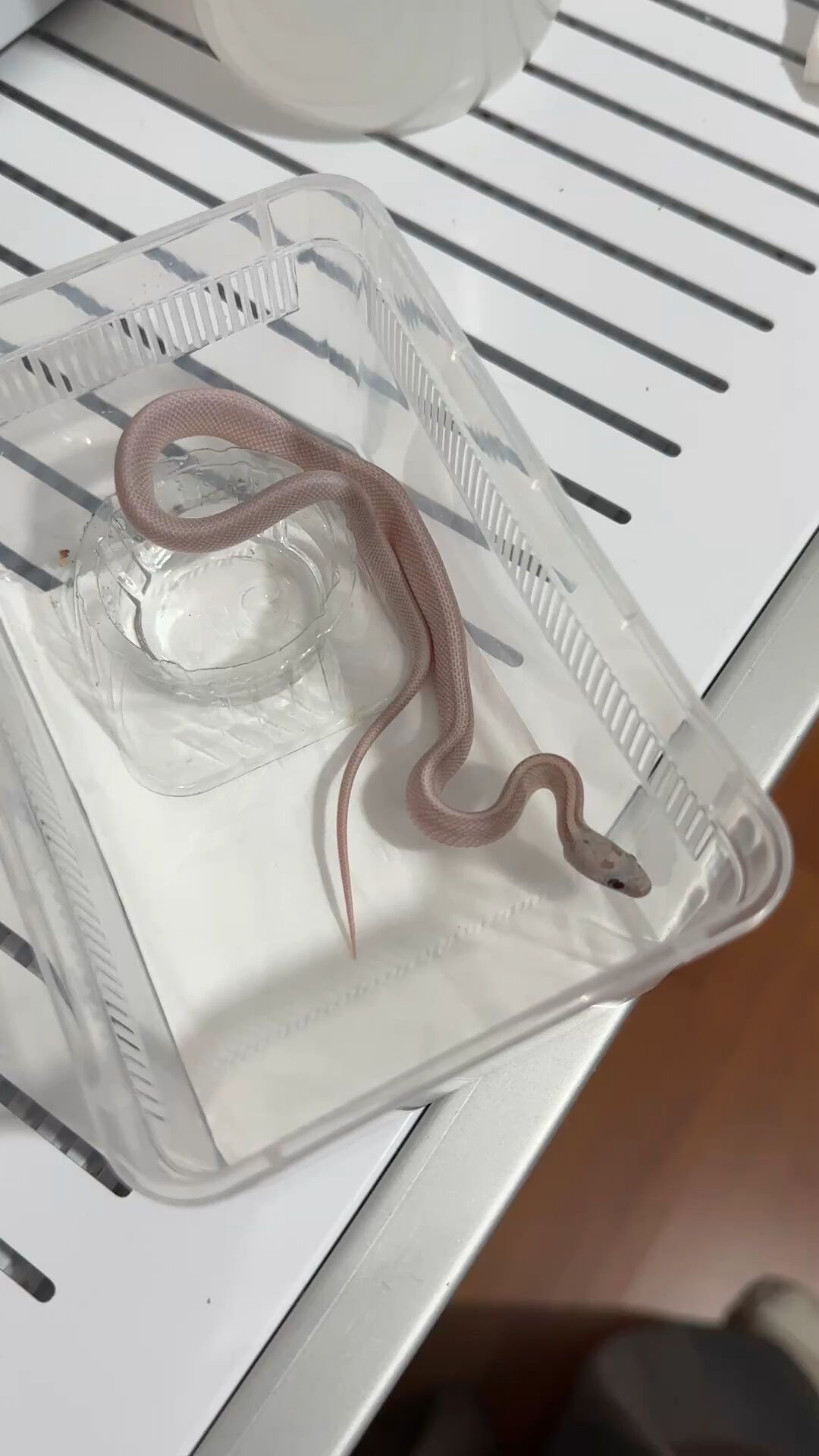 “50元包邮包活”的异宠,其实是快递禁寄件:三伏天下单前,先自查这5件事