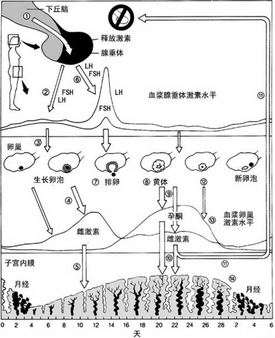 还有5天七夕:还在求“姨妈神”的,先把这9种避孕方式的真实失败率看完——你该怕的不是激素