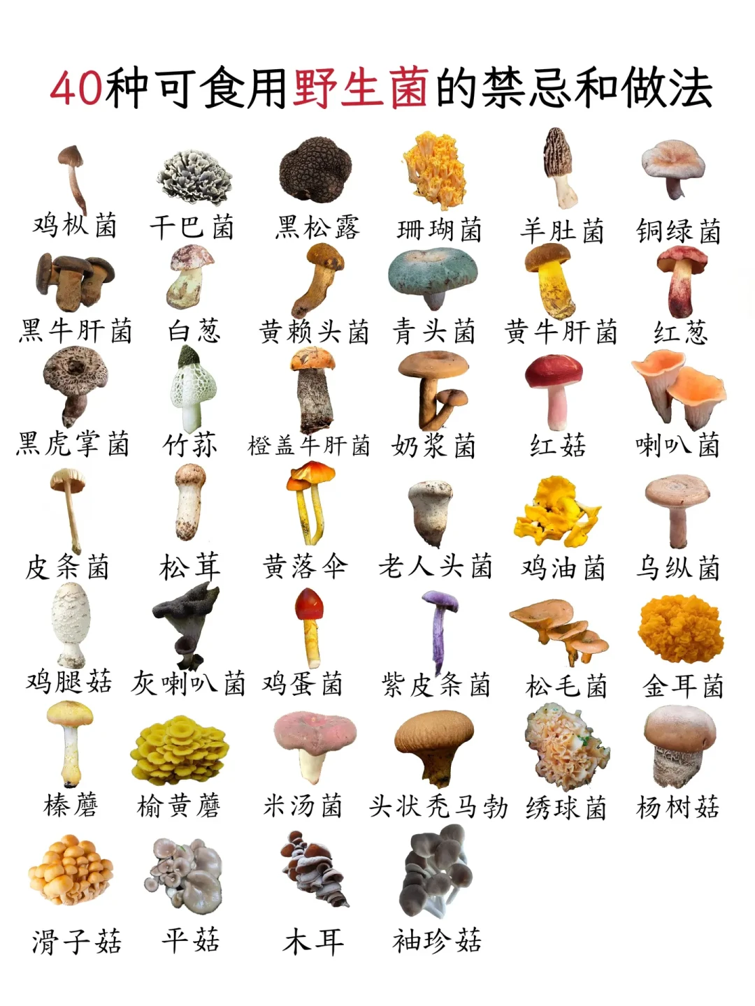 菌子下锅先上锁:这个菌季去云南想吃菌,先把这些规矩看明白