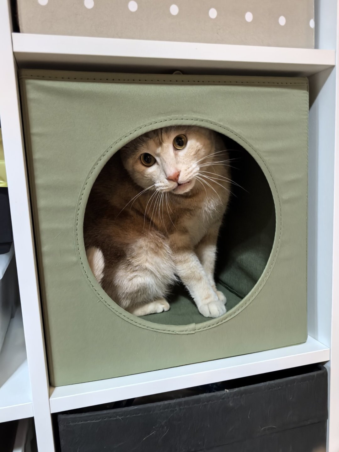 宜家还没开猫区,养猫人已经自己拼出来了:给猫买东西的3档预算和4个坑