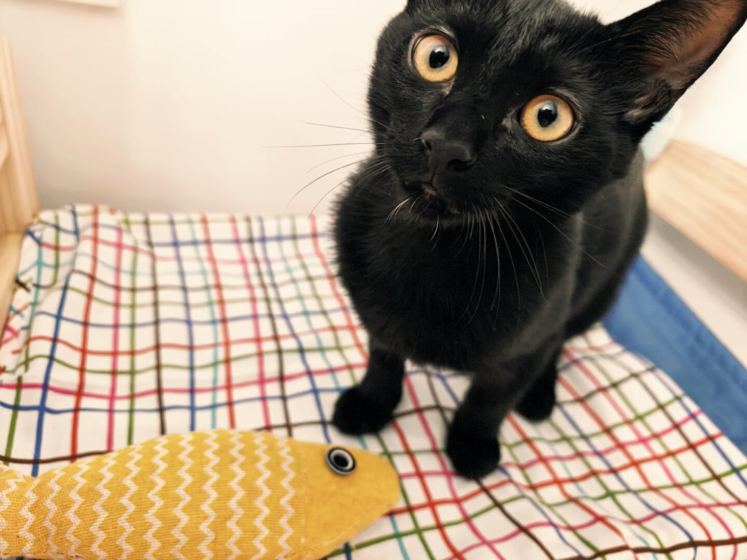 宜家还没开猫区,养猫人已经自己拼出来了:给猫买东西的3档预算和4个坑