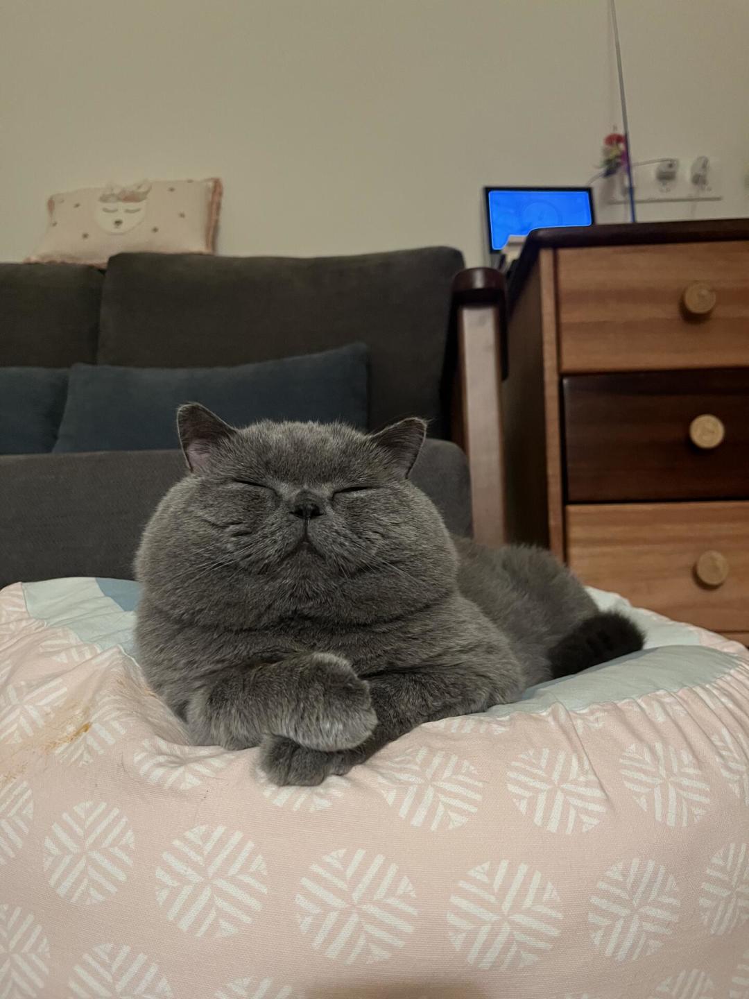 蓝猫从上万跌到几百，布偶跌到三千：品种猫价格崩盘后，难的不在买