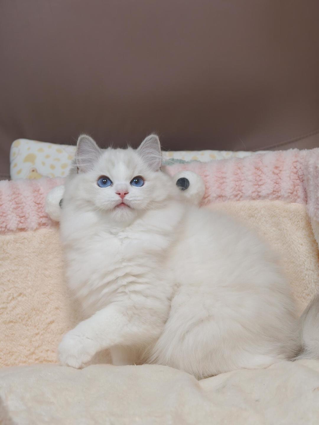 蓝猫从上万跌到几百，布偶跌到三千：品种猫价格崩盘后，难的不在买