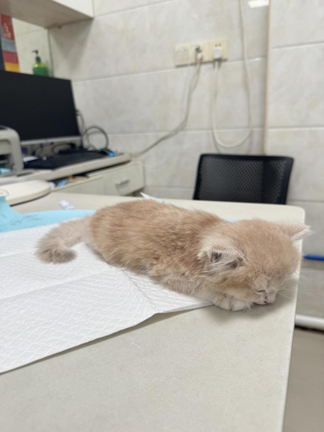 蓝猫从上万跌到几百，布偶跌到三千：品种猫价格崩盘后，难的不在买