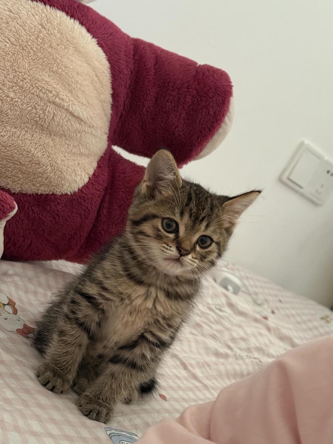 蓝猫从上万跌到几百，布偶跌到三千：品种猫价格崩盘后，难的不在买