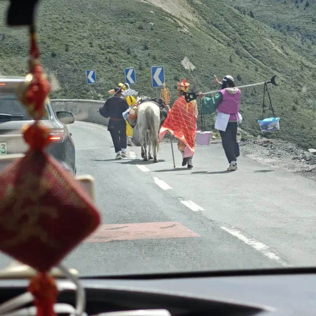 全网都在