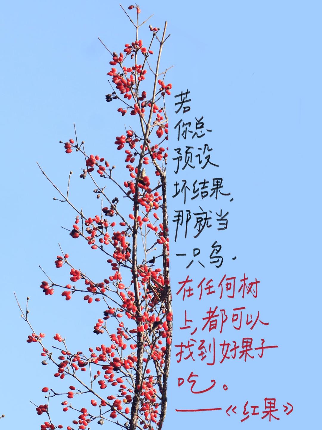 隔花人一首短诗9.3万赞：“治愈诗集”刷屏，下单前先分清真诗和鸡汤