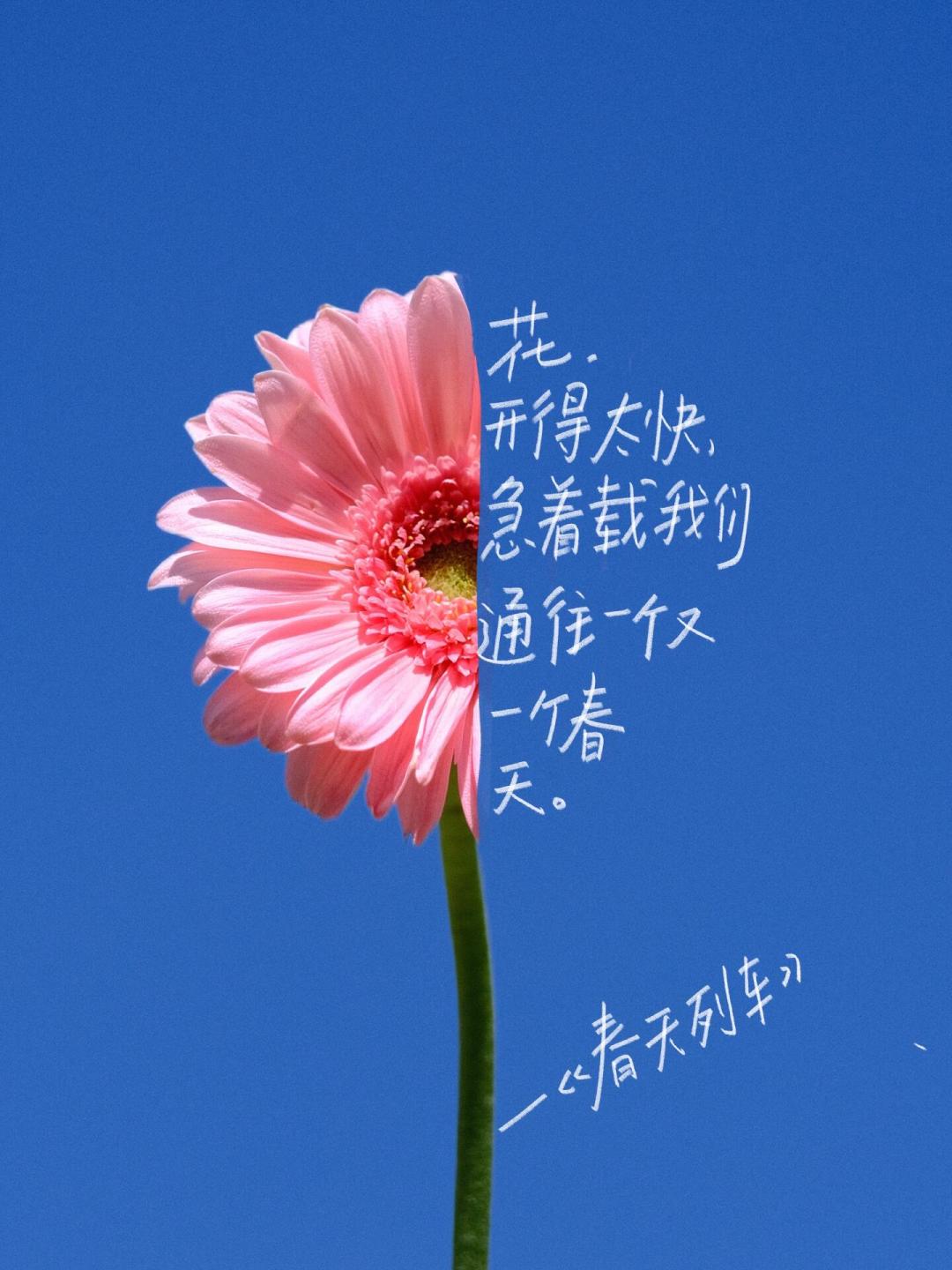 隔花人一首短诗9.3万赞：“治愈诗集”刷屏，下单前先分清真诗和鸡汤