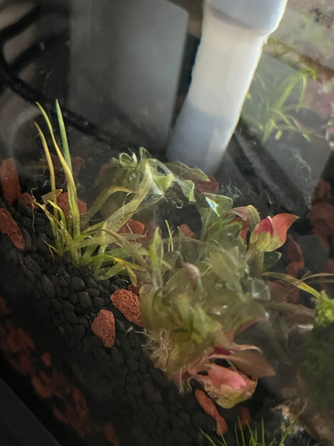草缸水草一天一个样地溶?先别急着拔:4种溶叶对号入座,两种还有救
