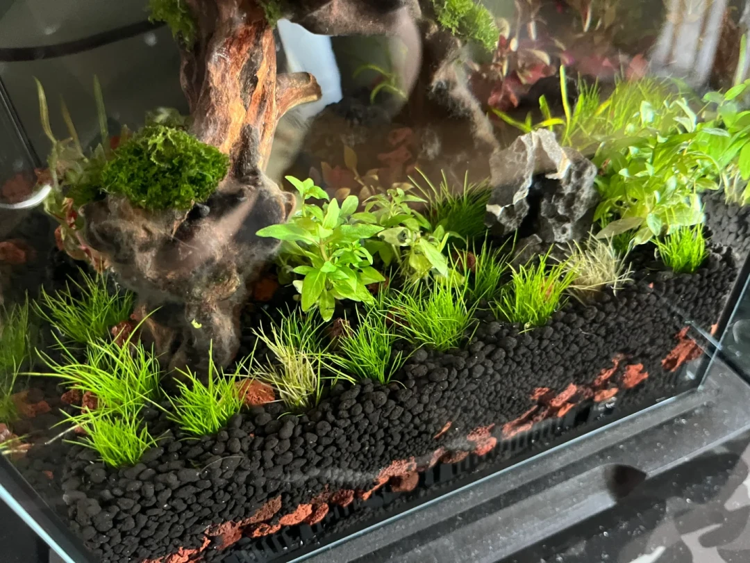 草缸水草一天一个样地溶?先别急着拔:4种溶叶对号入座,两种还有救